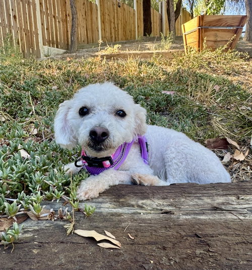 picture of the dog needing adoption