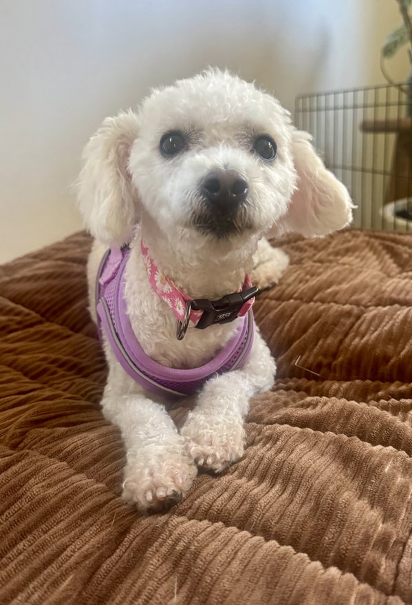 Penny Lane