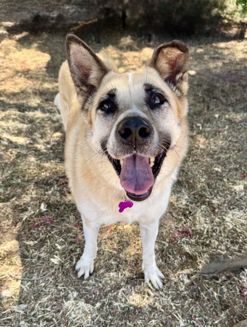Cleopatra, a dog for adoption from Starpaws Rescue
