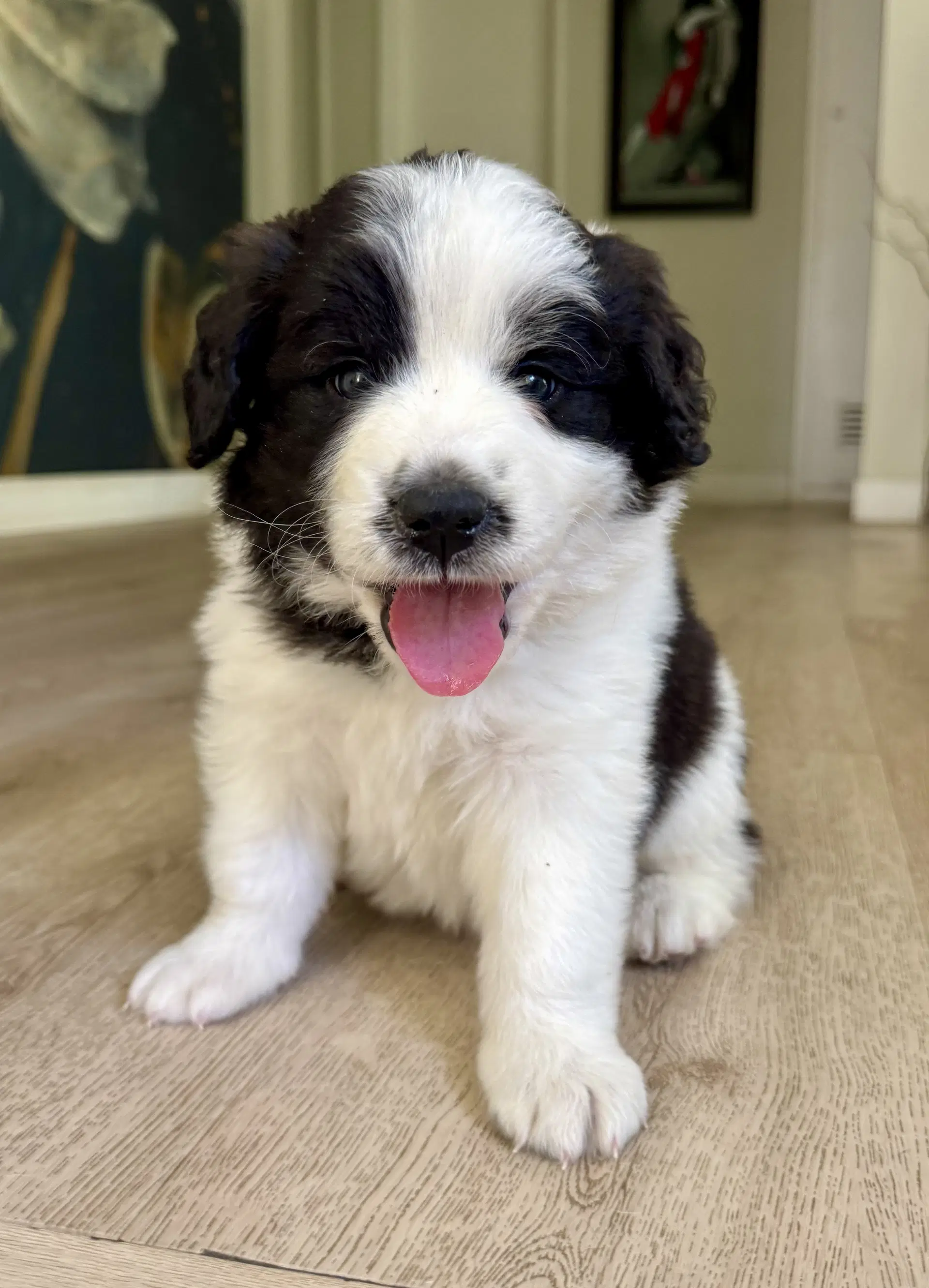 Panda - Saint Bernard