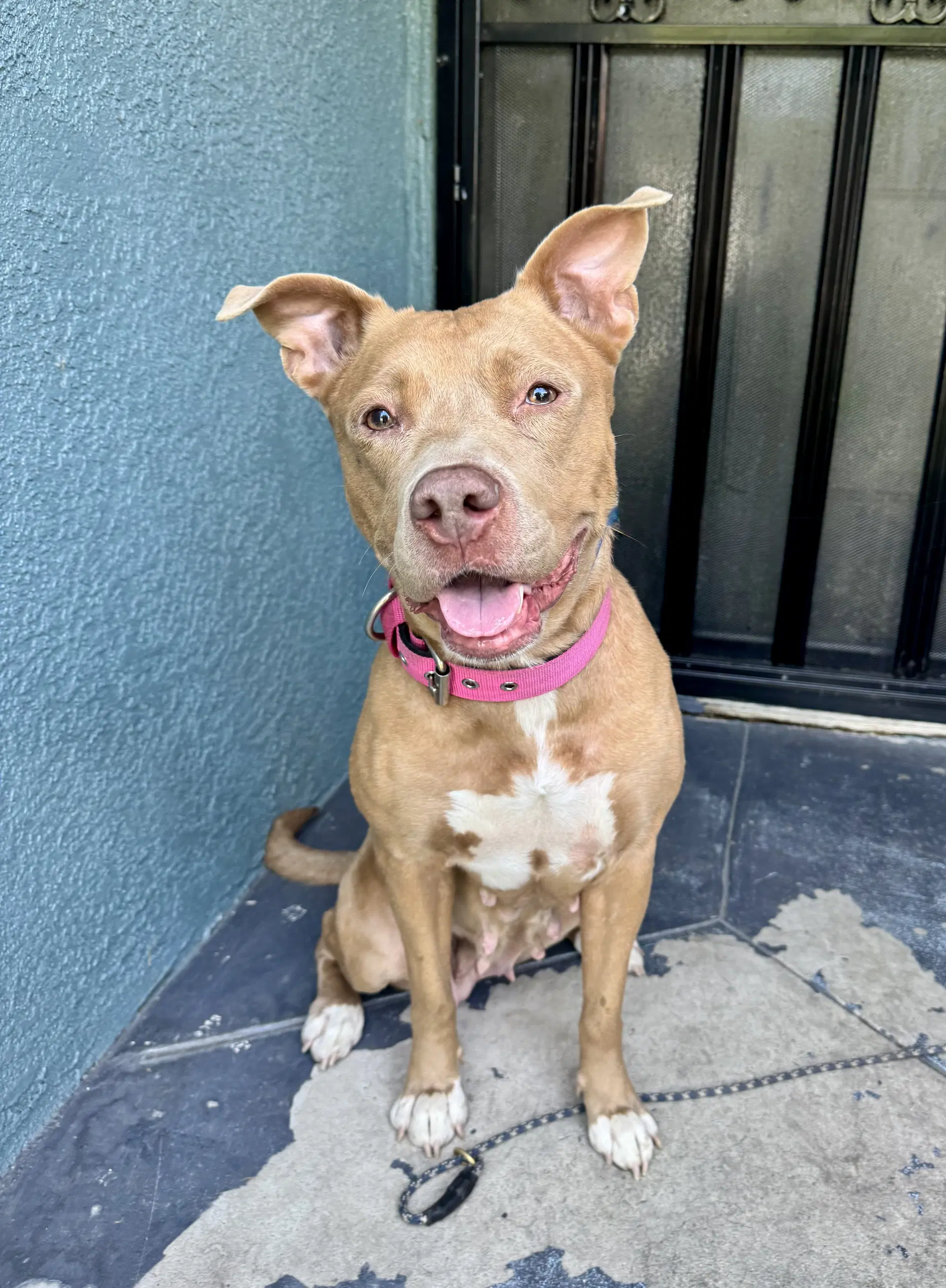 Winnie - Pit Bull Terrier