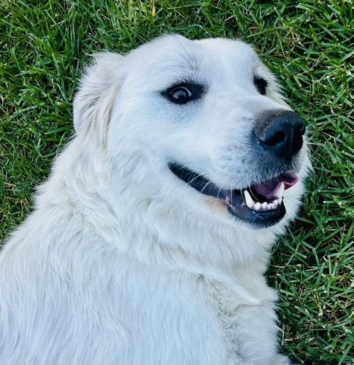 picture of the dog needing adoption