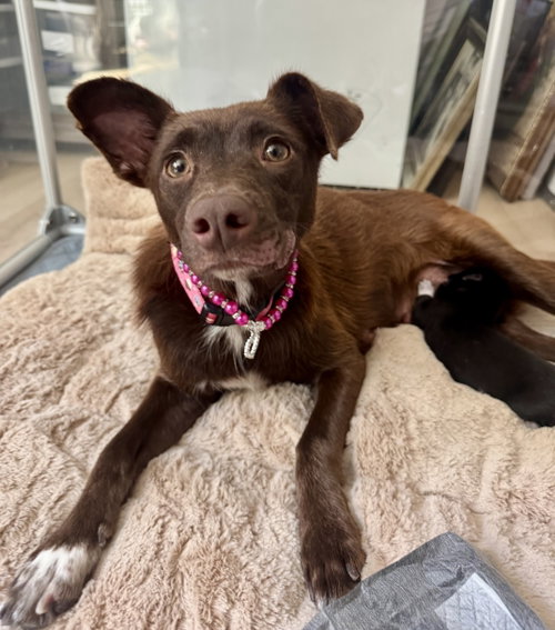 picture of the dog needing adoption