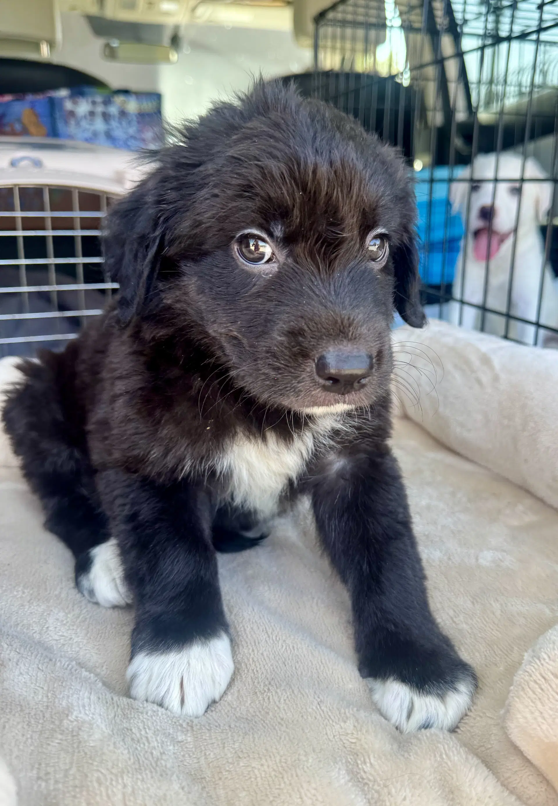 Littlefoot - Labrador Retriever
