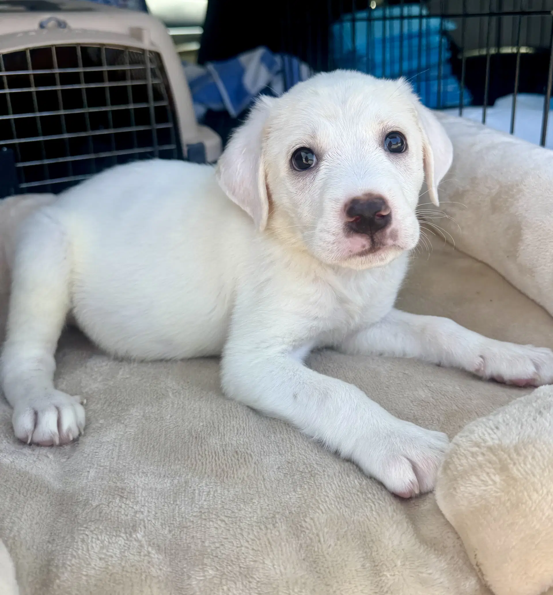 Ducky - Labrador Retriever