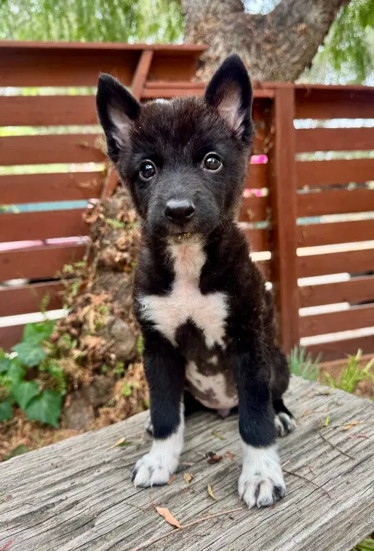 Priya - Schipperke