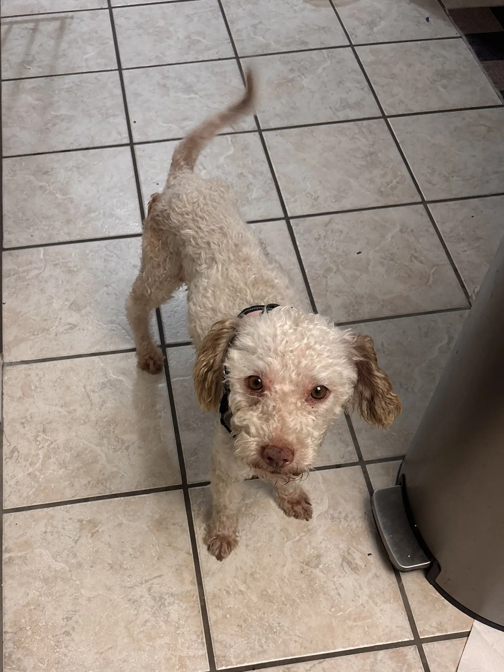 Harry - Poodle (Standard)