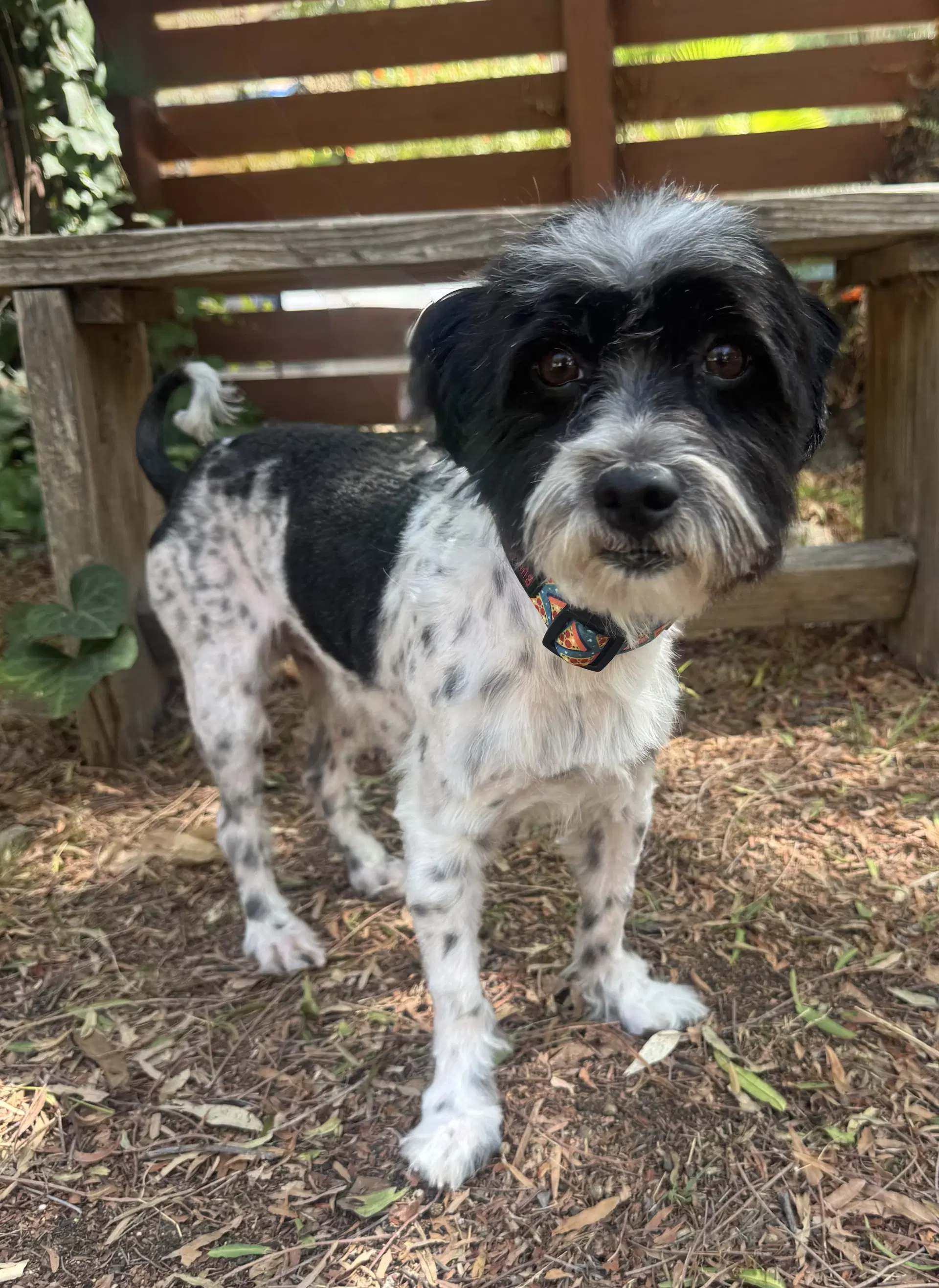 Asher - Maltese