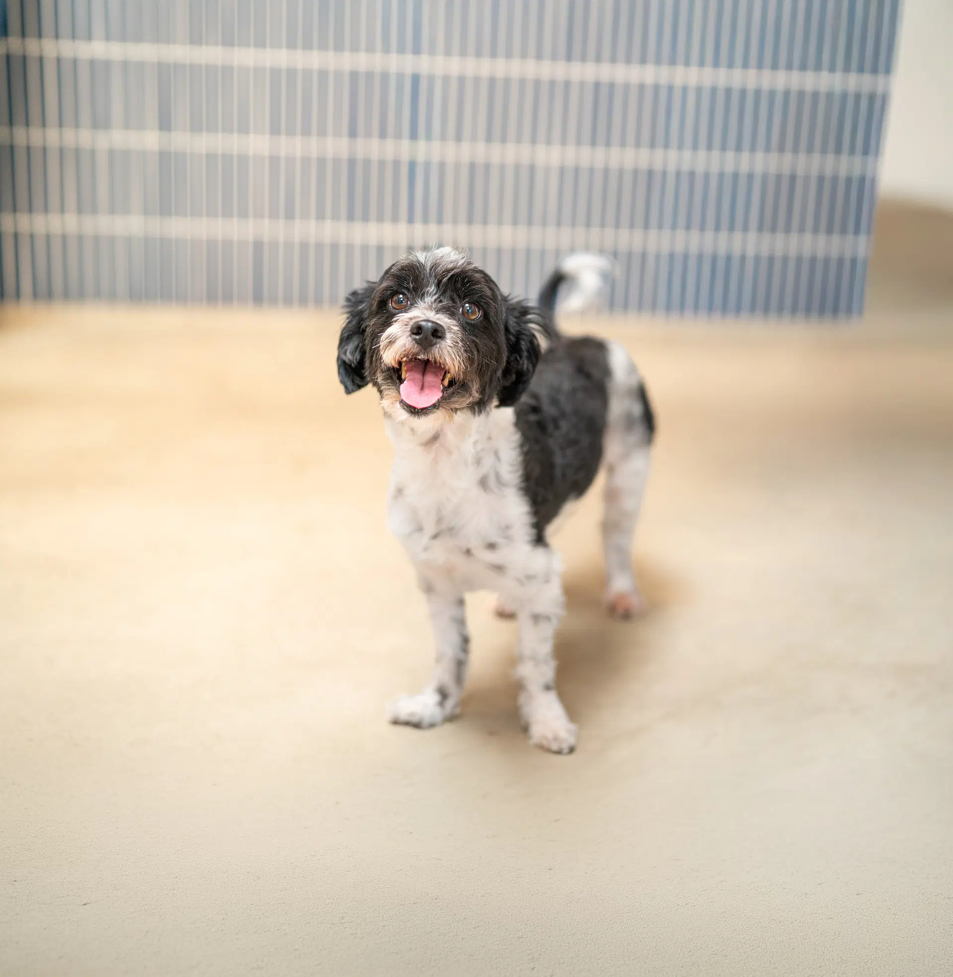 Asher - Maltese