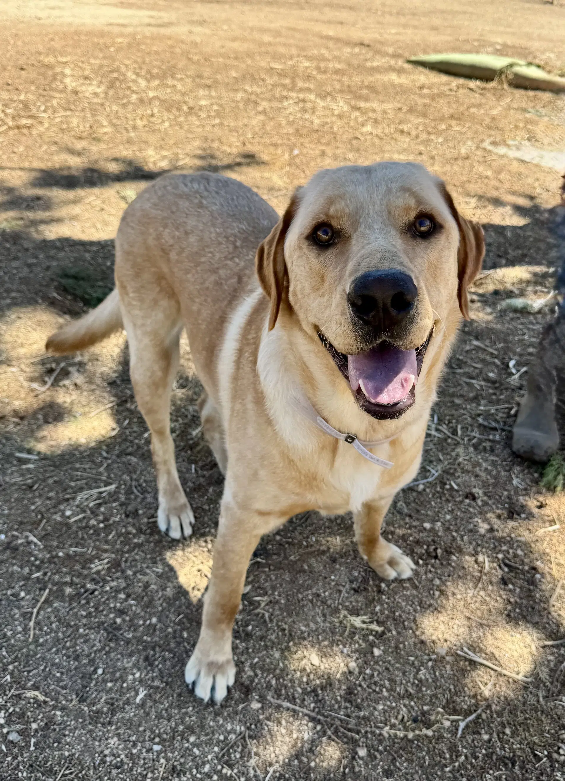 Teddy - Labrador Retriever
