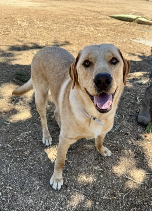 Teddy, a dog for adoption from Starpaws Rescue