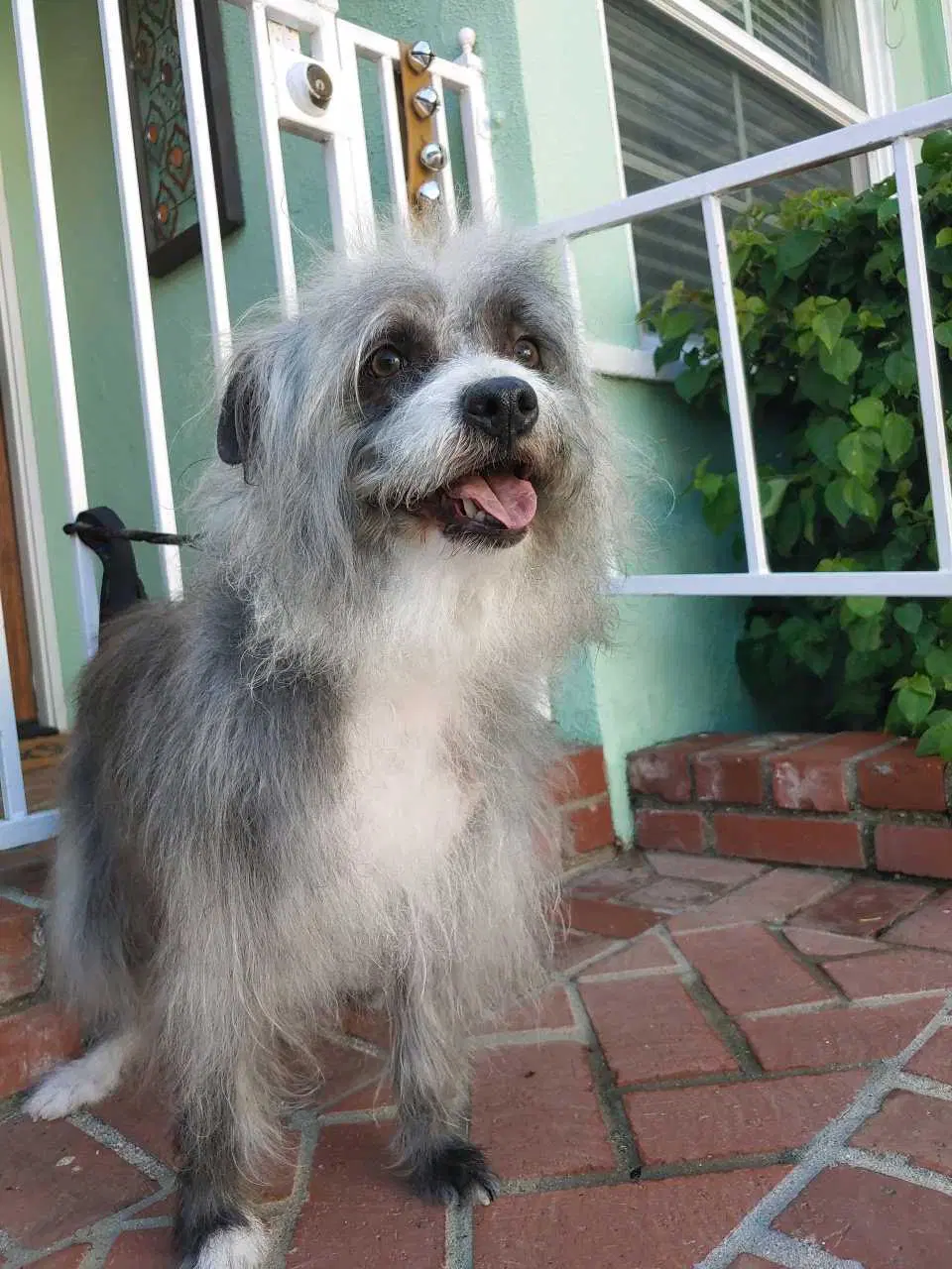 Pepper - Terrier