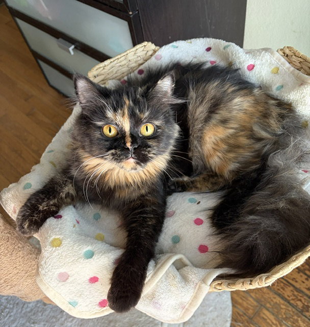 Amber Contact Sylva, Persian