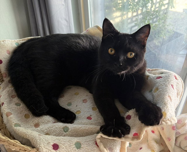 Jaguar Contact Sylva, Domestic Medium Hair