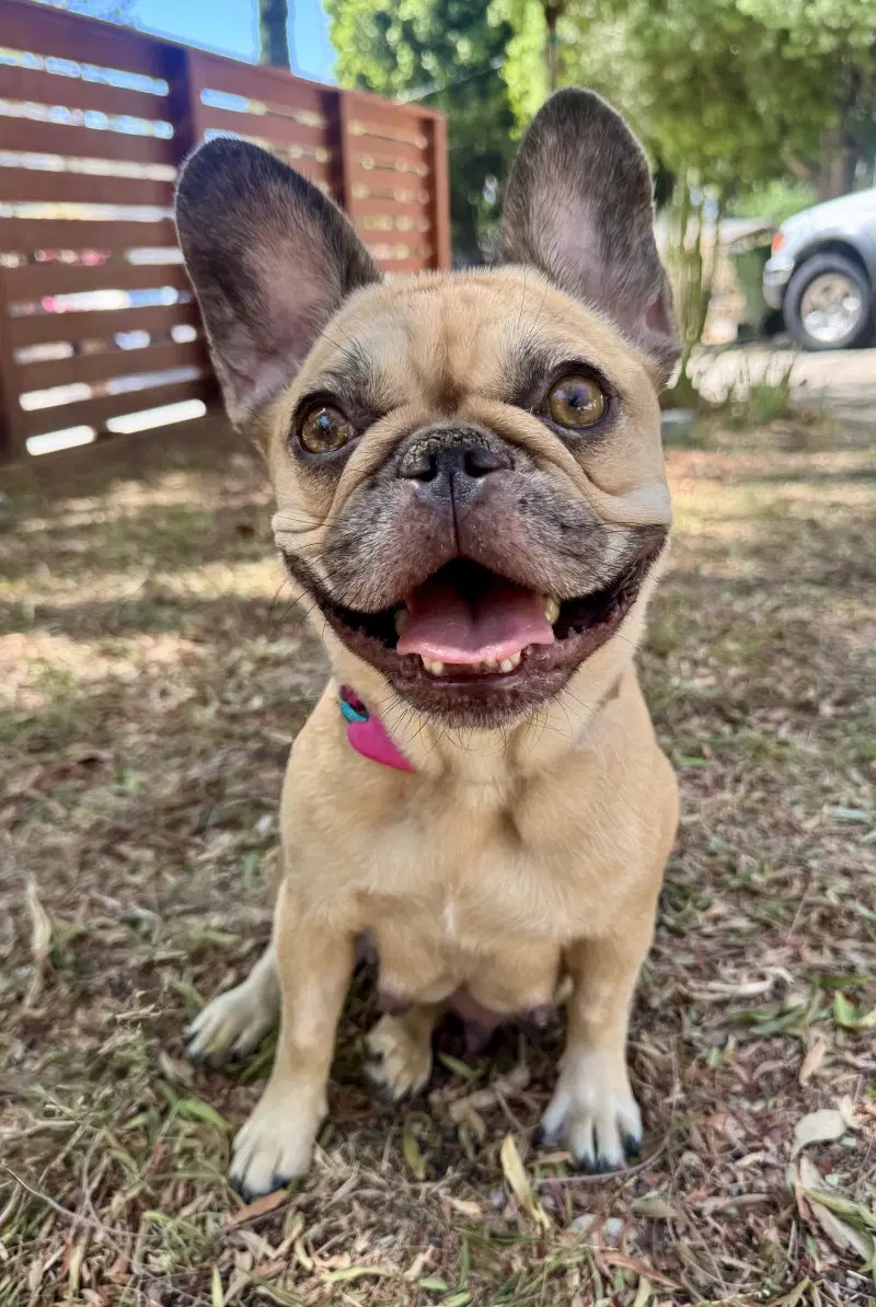 London - French Bulldog