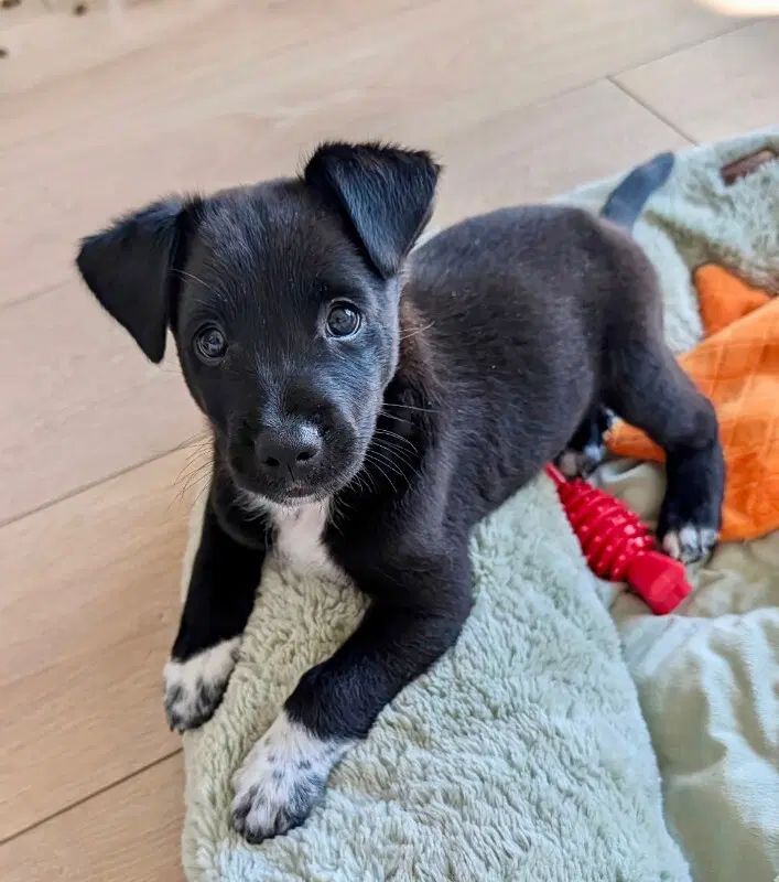 Hercules - Australian Kelpie