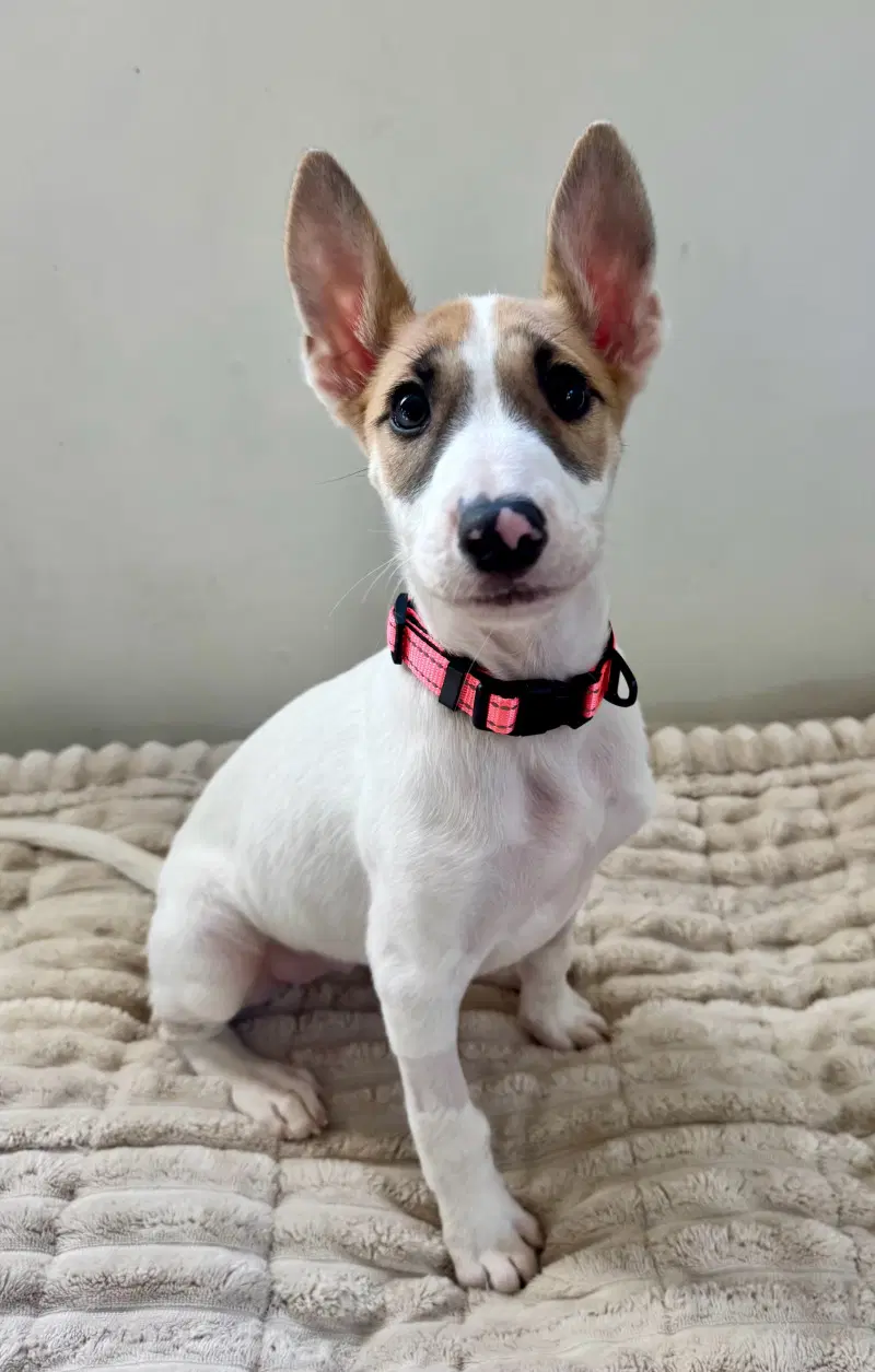 Florence - Bull Terrier