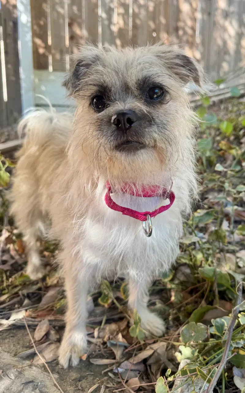 Trixie - Terrier