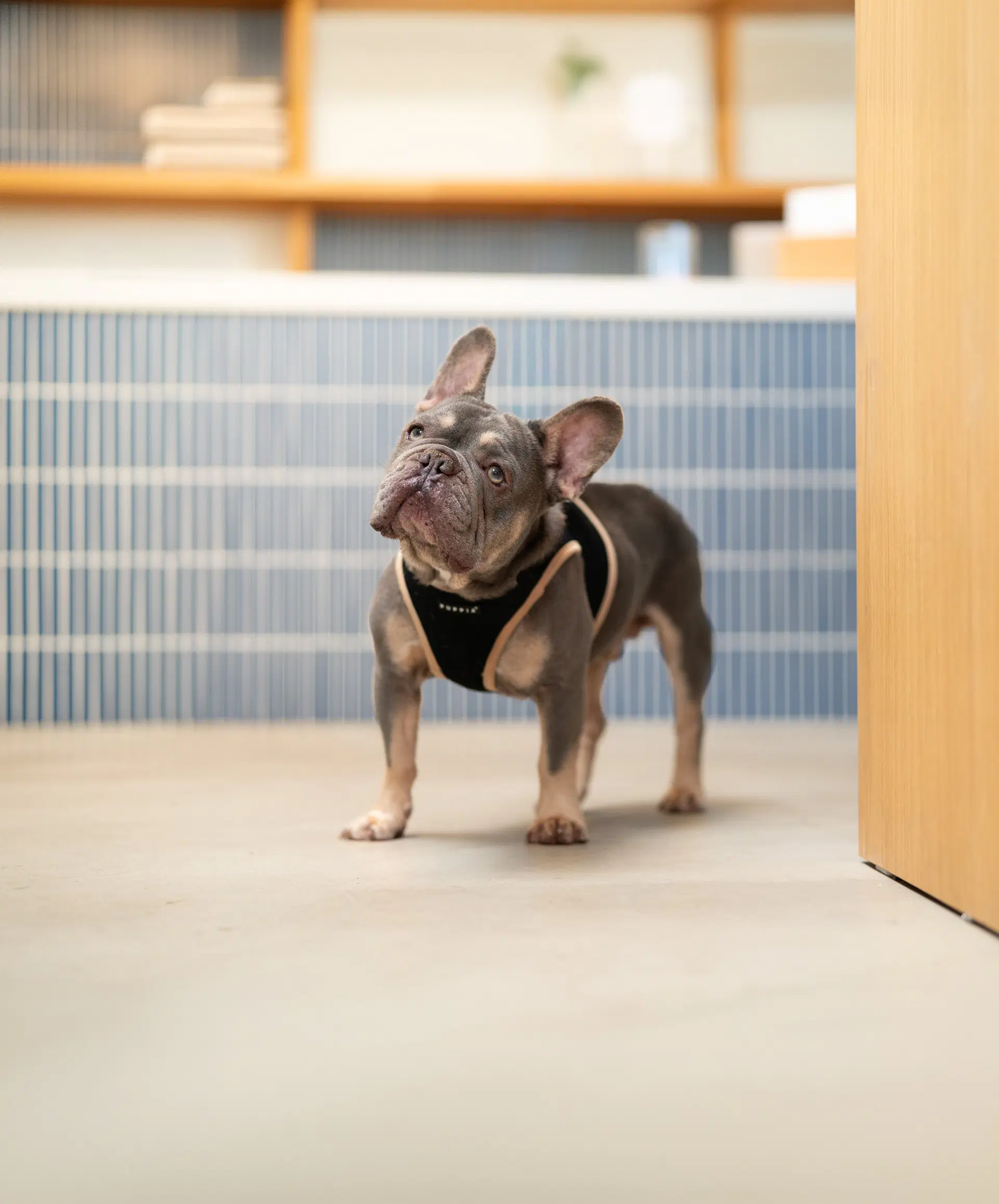 Walter - French Bulldog