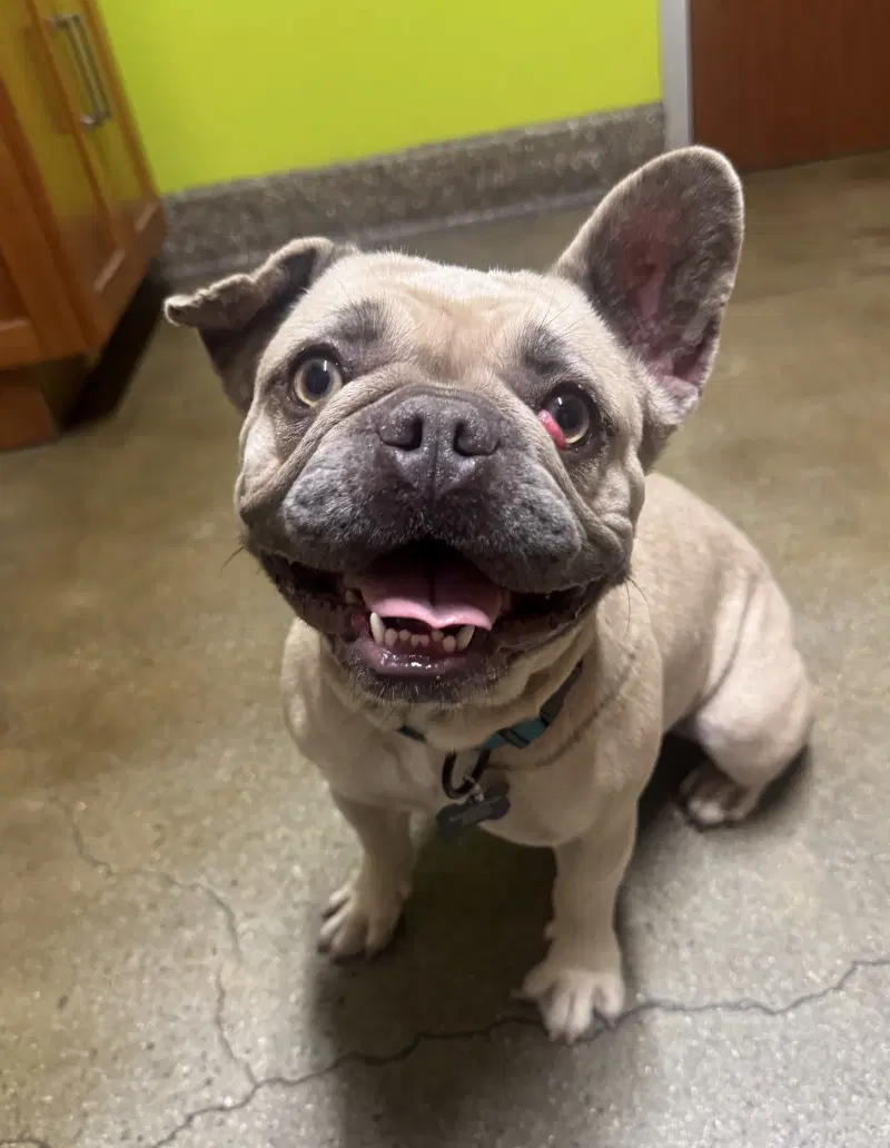 Petals - French Bulldog