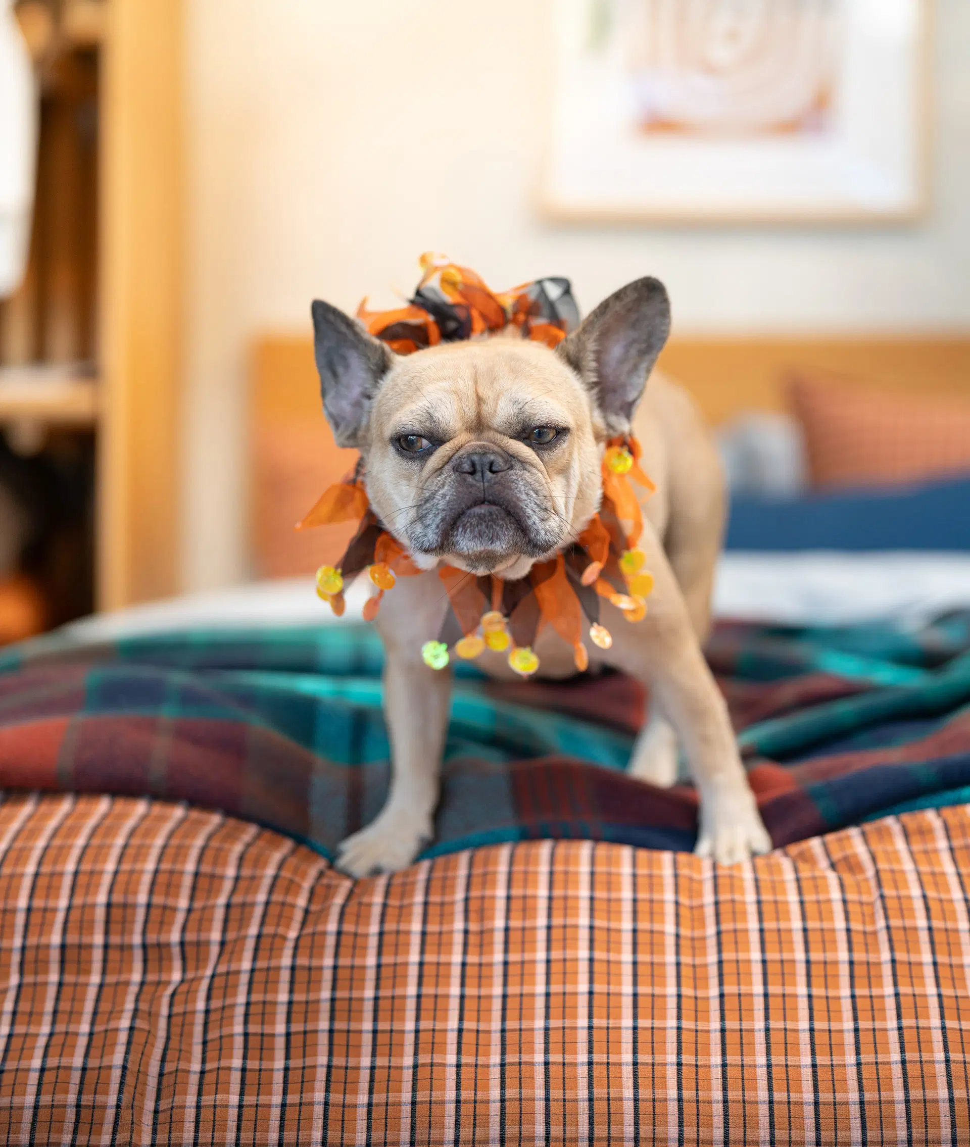 Petals - French Bulldog