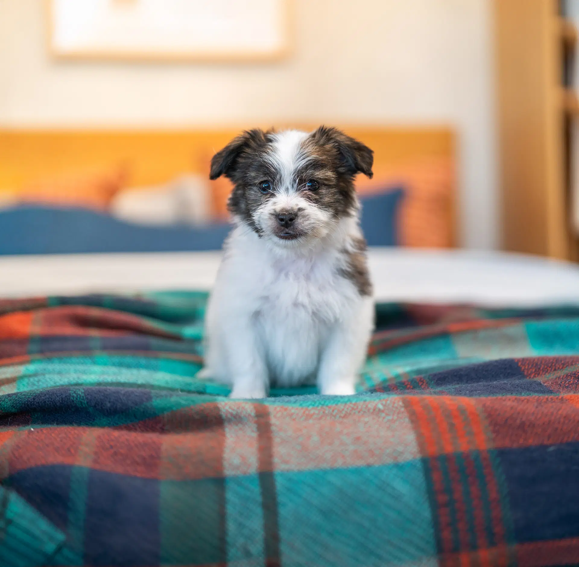 Earl - Terrier