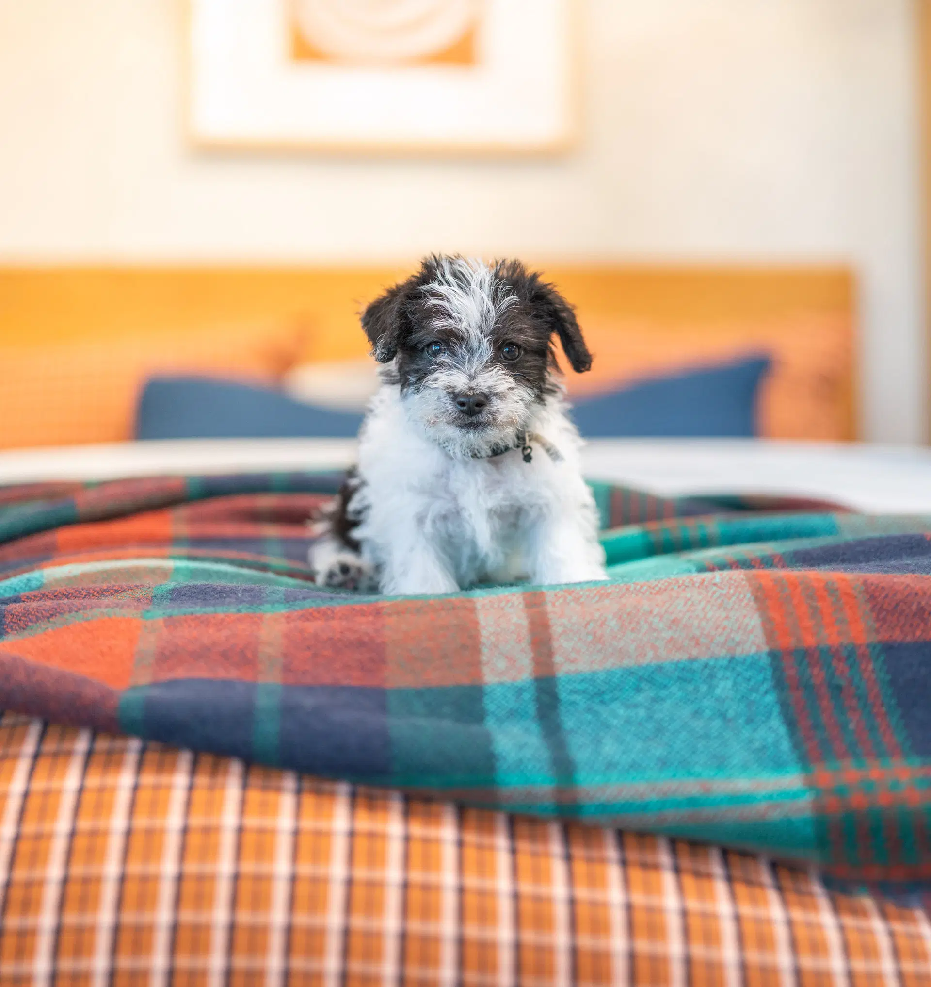 Prince - Terrier