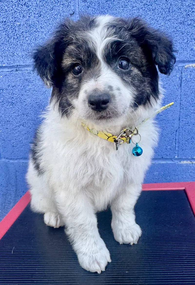Baron - Terrier