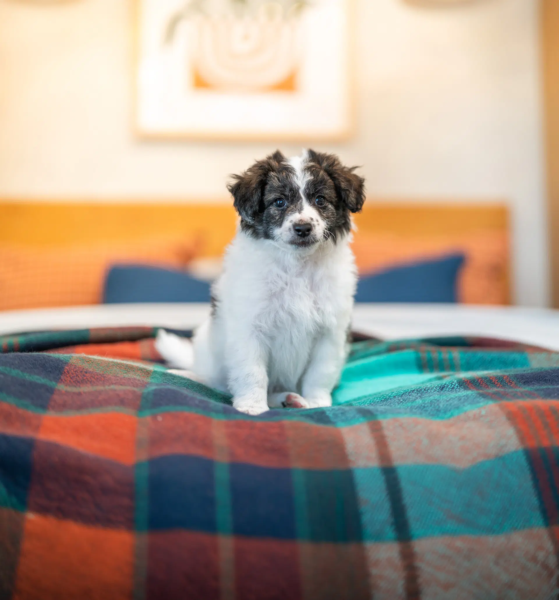 Baron - Terrier