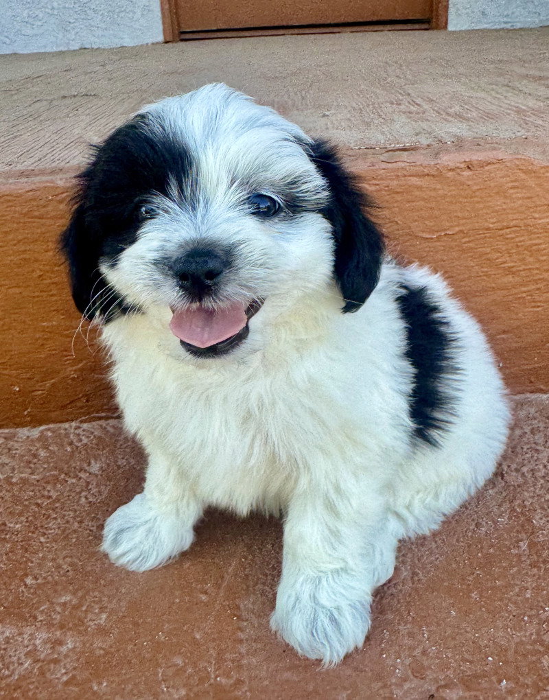 Duke