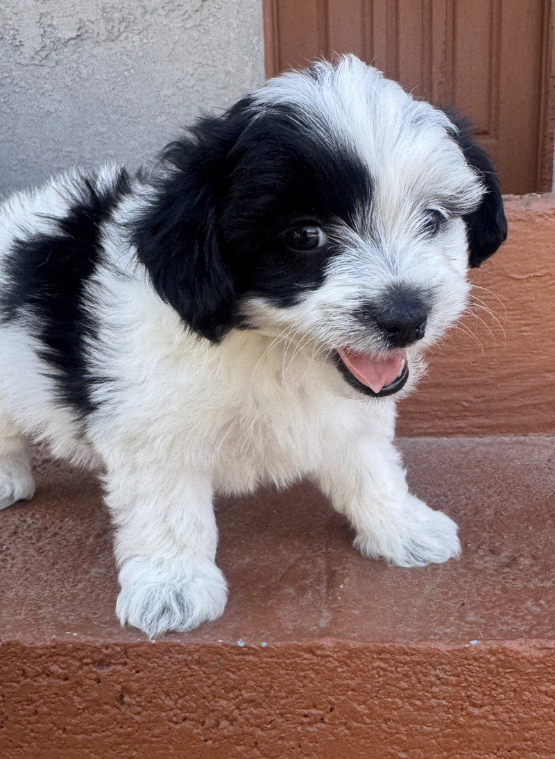 Duke, photo 2