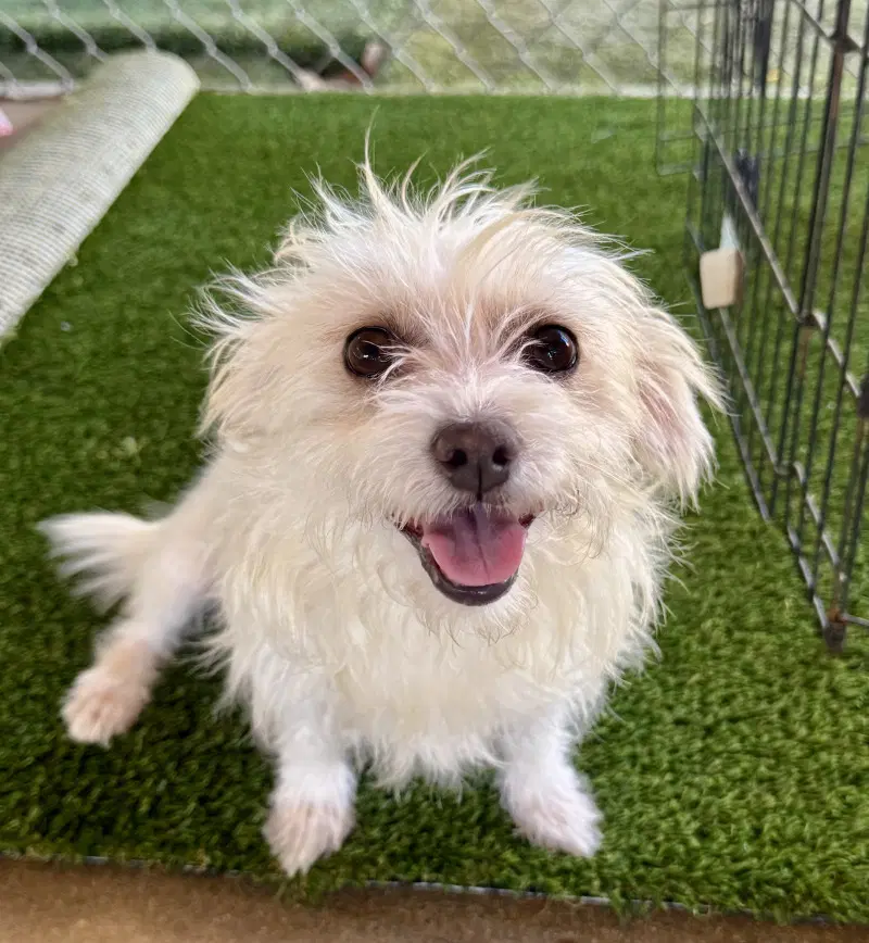 Princey - Terrier