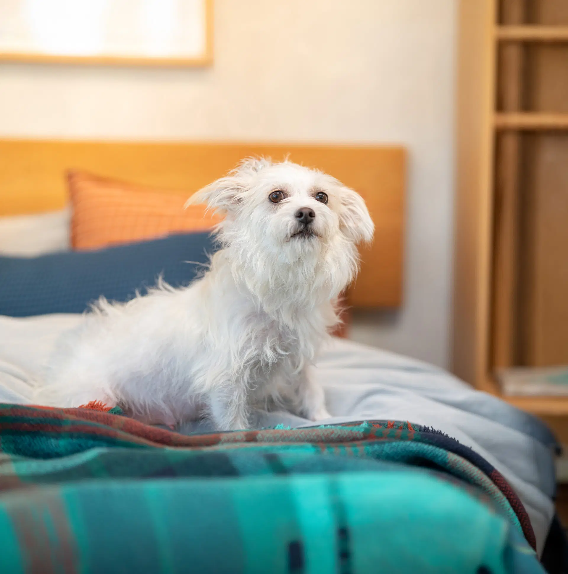Princey - Terrier