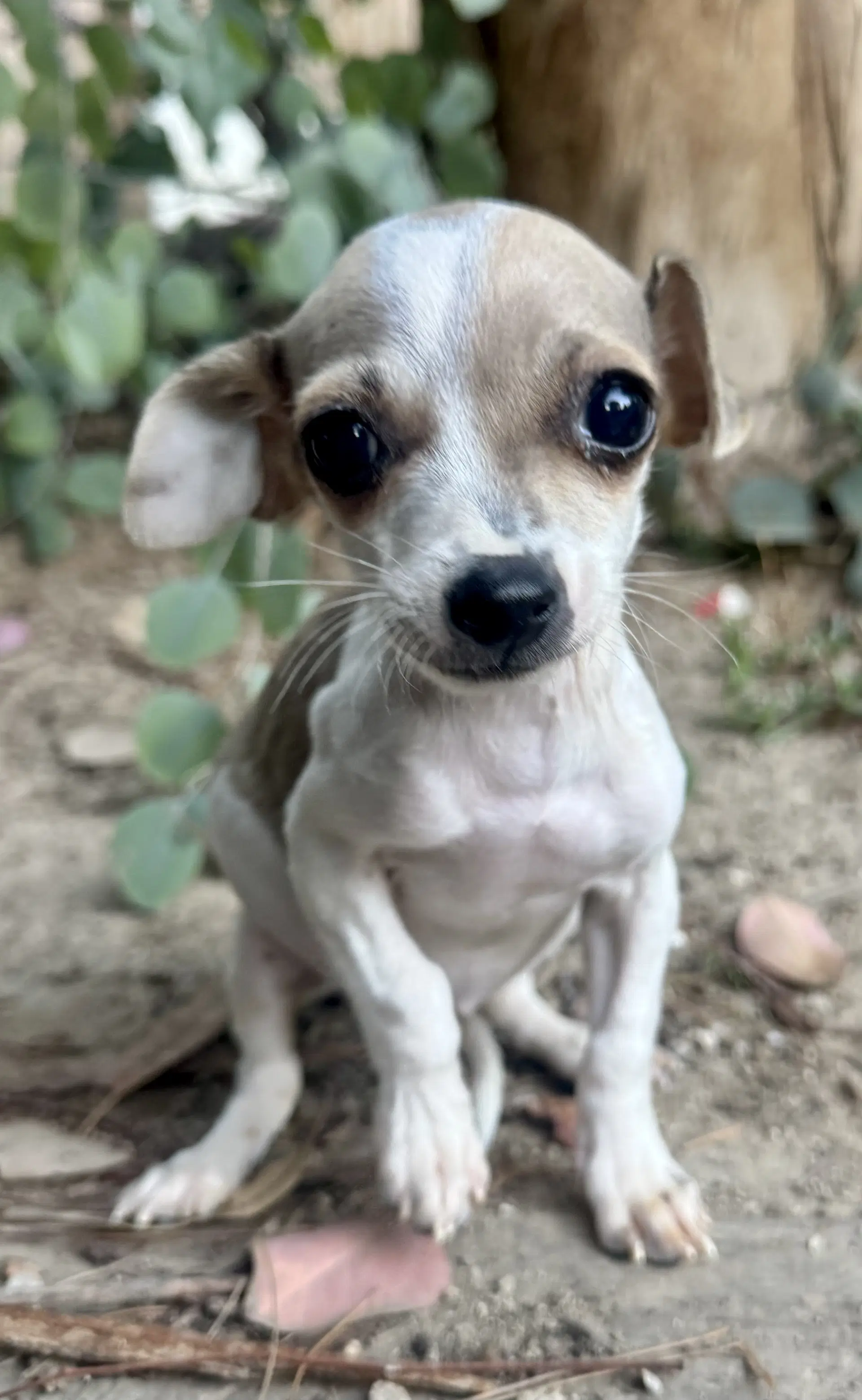 Jellybean - Chihuahua