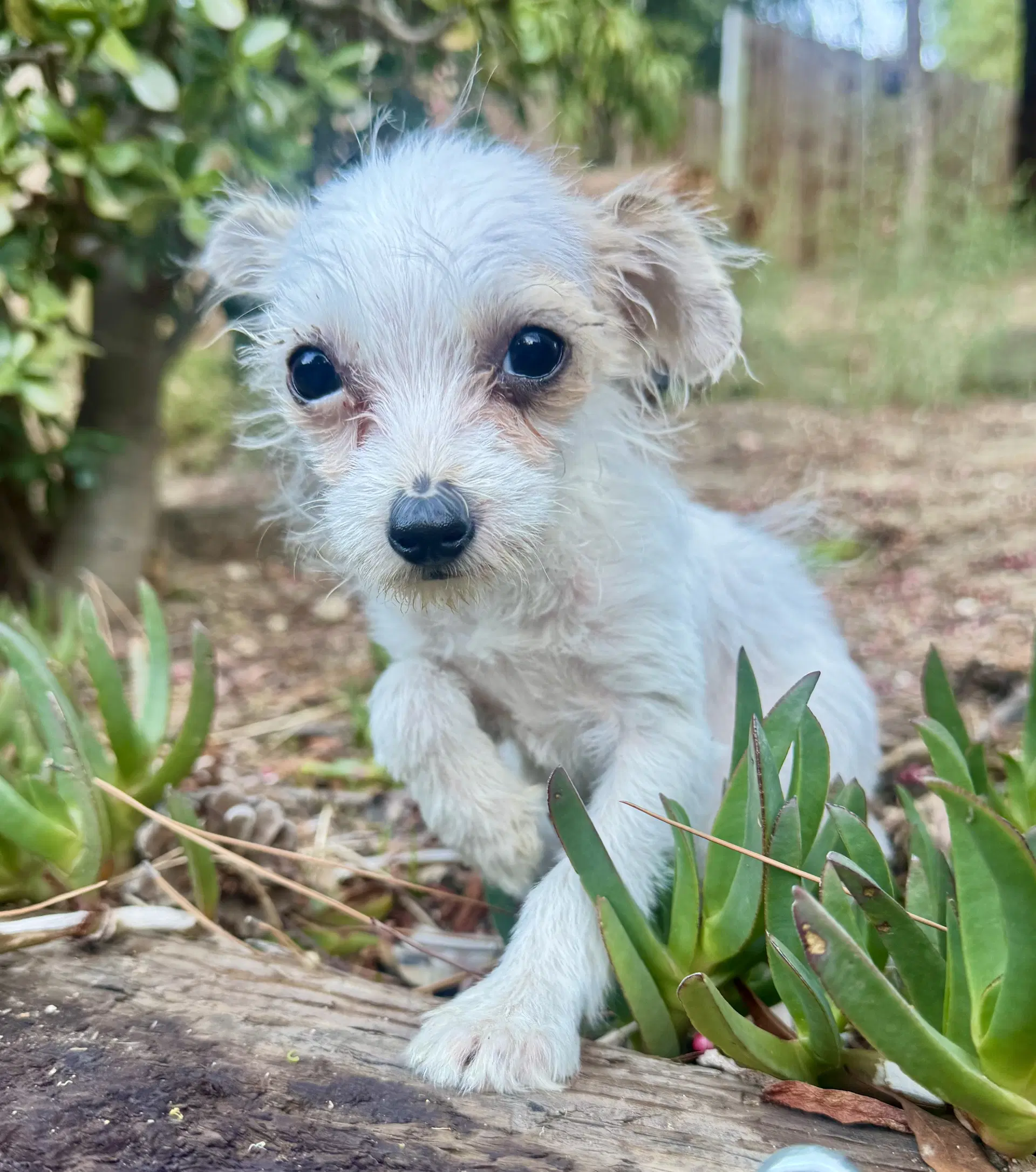 Buttercup - Terrier