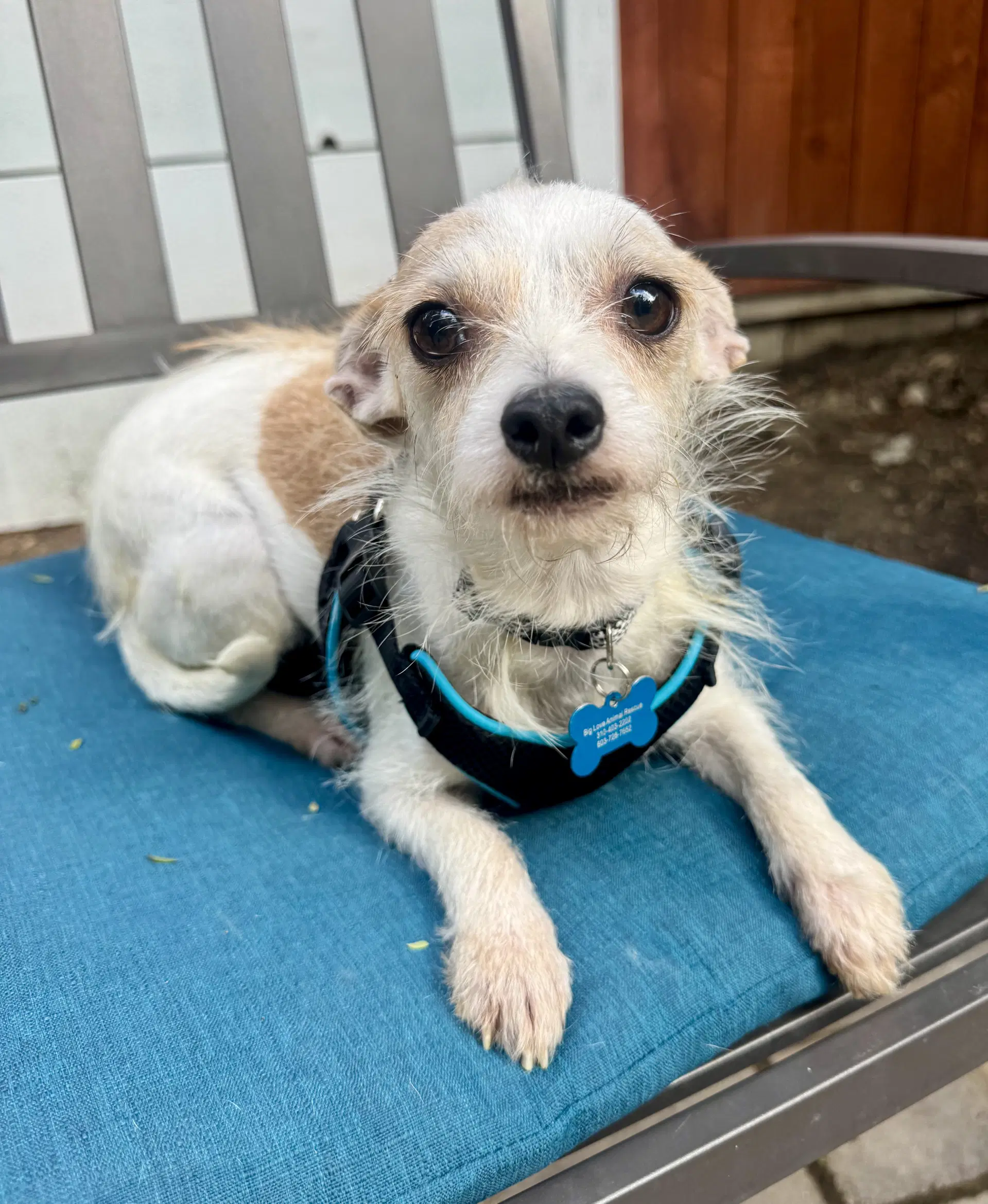 Bianca - Terrier