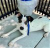 adoptable Dog in ukiah, CA named MR. ROPER