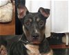 adoptable Dog in ukiah, CA named RASCAL