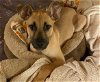 adoptable Dog in ukiah, CA named DARBY