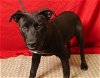 adoptable Dog in ukiah, CA named WISHBONE