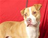 adoptable Dog in ukiah, CA named ANWAR