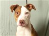 adoptable Dog in ukiah, CA named RIP