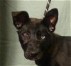 adoptable Dog in ukiah, CA named CHOW MEIN