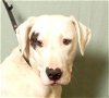 adoptable Dog in ukiah, CA named BROOKS