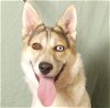 adoptable Dog in ukiah, CA named SUGAR