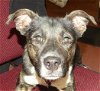 adoptable Dog in ukiah, CA named CHRISTOPHER