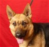 adoptable Dog in ukiah, CA named WINNIE