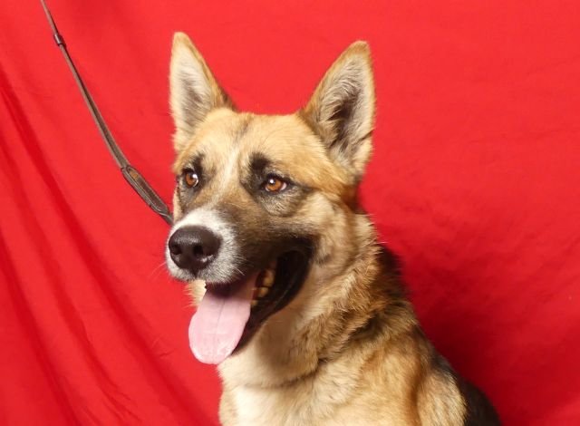 adoptable Dog in Ukiah, CA named BUG