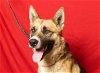 adoptable Dog in ukiah, CA named BUG