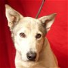 adoptable Dog in ukiah, CA named TANGO